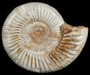 Perisphinctes Ammonite - Jurassic #6864-1
